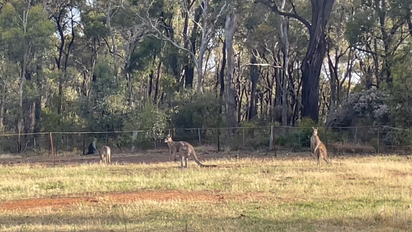 Cangaroos_Bendigo
